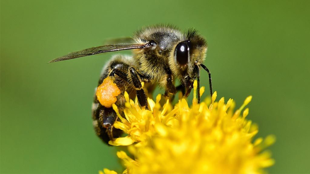 Abeille sp. ©Michel Accary